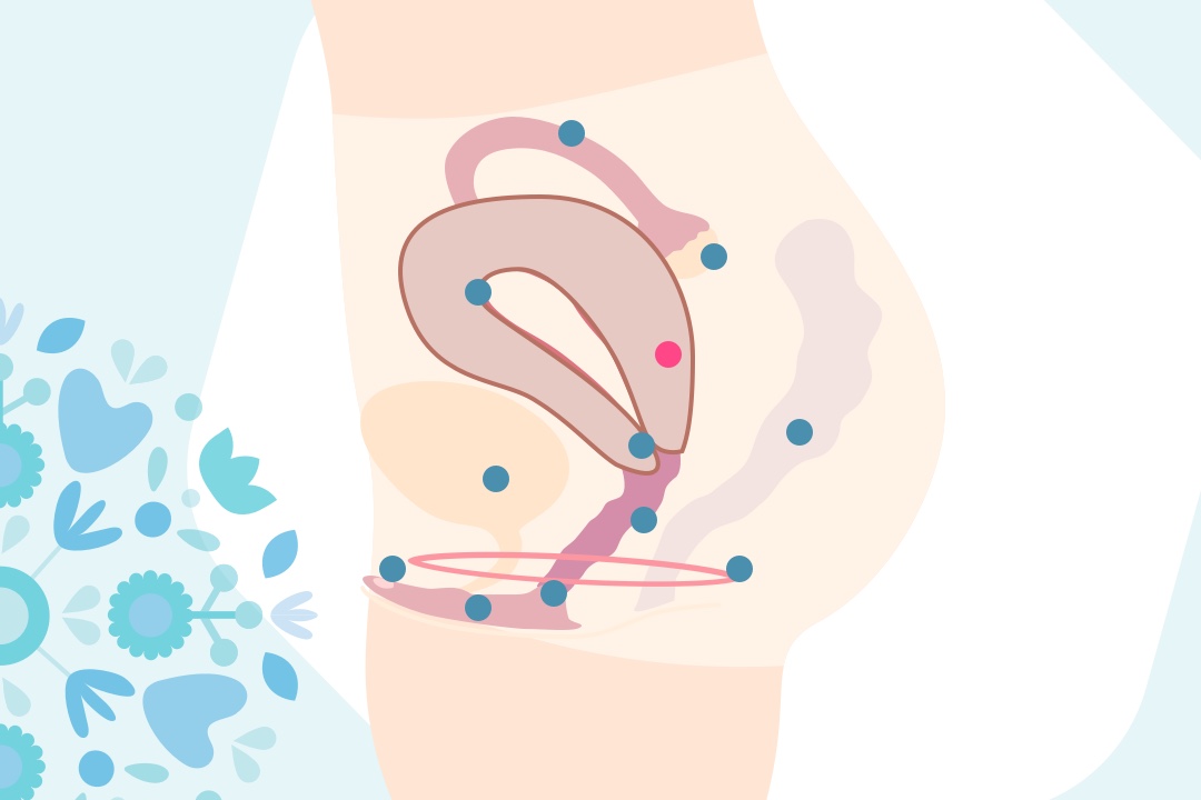 Grafika děloha (uterus)